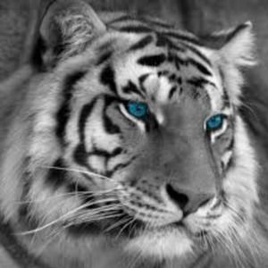 Meet your Posher, Adewole